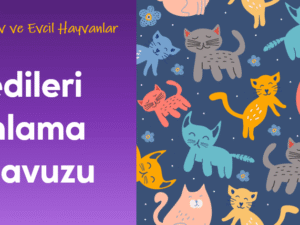 01.04.002.Kedileri Anlama Kılavuzu