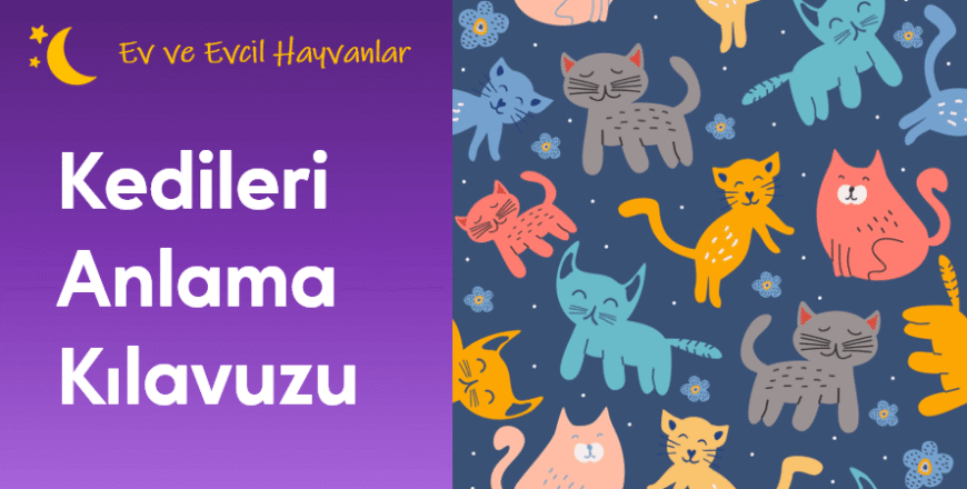 01.04.002.Kedileri Anlama Kılavuzu